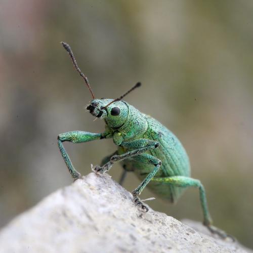 Polydrusus planifrons